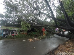 Hujan Deras-Angin Kencang, Pohon Tumbang Timpa Warung Makan di Bekasi