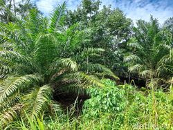 Usut Dugaan Penyelewengan Dana Replanting Sawit, Kejati Bengkulu Sita Rp 13 M