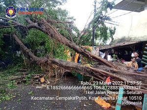 Pohon Tumbang Akibat Angin Kencang di Jakpus, 2 Kendaraan Tertimpa