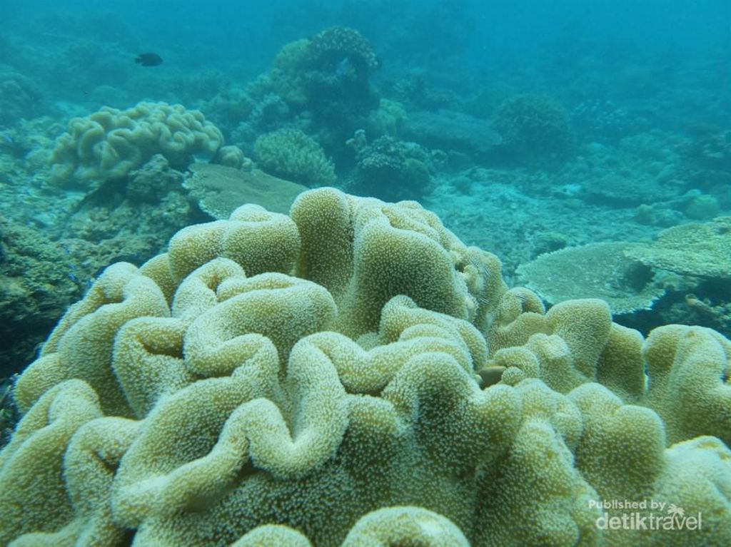 Jarang Terdengar Tapi Bagusnya Tiada Tara, Diving di Pulau Dionumo Gorontalo Utara