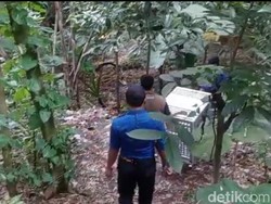 Warga Kediri Diresahkan Kemunculan Seekor Buaya di Sungai