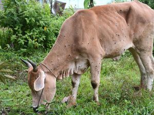 Australia Khawatirkan Wabah Penyakit Kulit Ternak Sapi di Indonesia Bisa Masuk ke Kawasan Utara