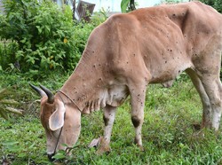 Australia Khawatirkan Wabah Penyakit Kulit Ternak Sapi di Indonesia Bisa Masuk ke Kawasan Utara