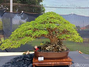 Pameran Bonsai Nasional, Harganya Ada yang Capai Rp 500 Juta Pameran Bonsai Nasional, Harganya Ada yang Capai Rp 500 Juta