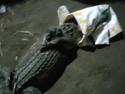 Leganya Warga Kediri Ketika Buaya yang Meresahkan Tertangkap