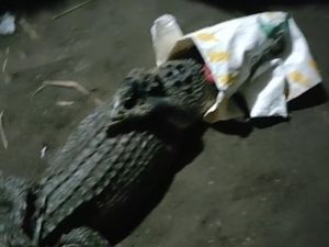 Leganya Warga Kediri Ketika Buaya yang Meresahkan Tertangkap Leganya Warga Kediri Ketika Buaya yang Meresahkan Tertangkap
