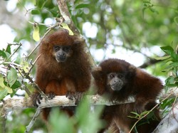 Langka! Monyet Ini Pilih Diet dan Kurangi Aktivitas saat Paceklik