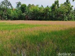 44,39 Hektare Lahan Padi di Ponorogo Terserang Hama Wereng