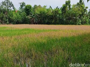 44,39 Hektare Lahan Padi di Ponorogo Terserang Hama Wereng 44,39 Hektare Lahan Padi di Ponorogo Terserang Hama Wereng