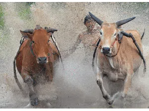 Mengenal Pacu Jawi, Tradisi Unik dari Minangkabau Mengenal Pacu Jawi, Tradisi Unik dari Minangkabau