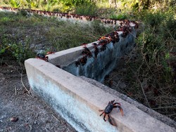 Berasal dari Spesies Purba, Kepiting Ini Mampu Bermigrasi Darat-Laut Hingga 17 Kali
