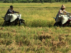 Sektor Pertanian RI Bisa Pakai Sistem Blockchain, Apa Untungnya?