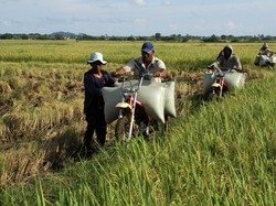 Petani Ngeluh ke Jokowi, Harga Gabah Anjlok saat Panen Raya