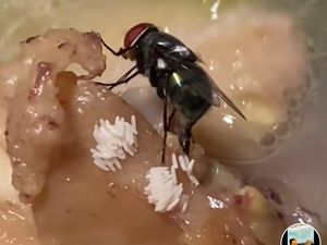 Hii Jijik! Netizen Ini Tunjukkan Lalat Bertelur di Ayam Goreng Hii Jijik! Netizen Ini Tunjukkan Lalat Bertelur di Ayam Goreng