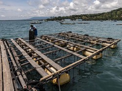 Kerang Mutiara Senilai Rp 772 Juta Dicuri, Pemilik Lapor Polisi di Lombok Timur