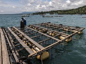 Kerang Mutiara Senilai Rp 772 Juta Dicuri, Pemilik Lapor Polisi di Lombok Timur Kerang Mutiara Senilai Rp 772 Juta Dicuri, Pemilik Lapor Polisi di Lombok Timur