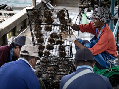 Mendulang Uang dari Ternak Mutiara Alami di Lombok