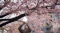 Tak Cuma Cantik, Sakura di Jepang Ini Punya Filosofi Mendalam