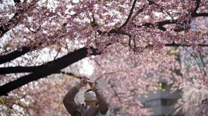 Tak Cuma Cantik, Sakura di Jepang Ini Punya Filosofi Mendalam