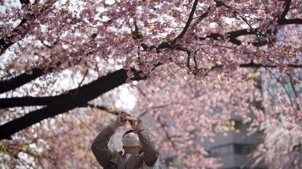 Tak Cuma Cantik, Sakura di Jepang Ini Punya Filosofi Mendalam