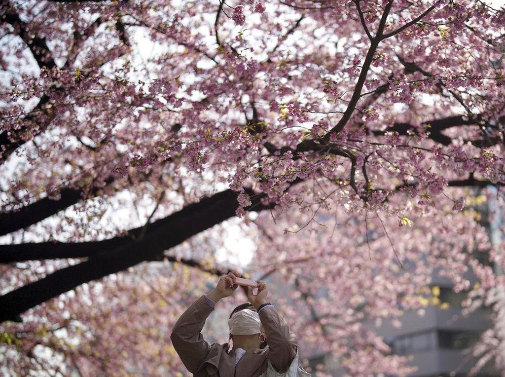 Tak Cuma Cantik, Sakura di Jepang Ini Punya Filosofi Mendalam