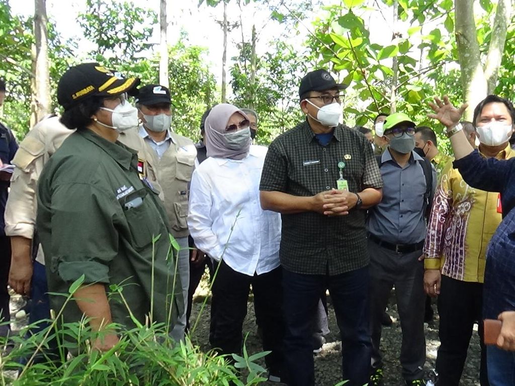 Menteri LHK Dorong Hutan Tropis Kalsel Jadi Percontohan di IKN Nusantara