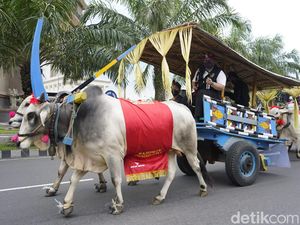 Parade Puluhan Cikar Meriahkan Hari Jadi ke-1218 Kabupaten Kediri Parade Puluhan Cikar Meriahkan Hari Jadi ke-1218 Kabupaten Kediri