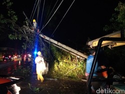 Pohon Beringin di Majalengka Tumbang, Arus Lalin-Listrik Terganggu