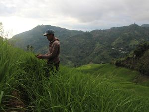 Pulu Mandoti, Beras Ketan Langka Kesukaan Soeharto Pulu Mandoti, Beras Ketan Langka Kesukaan Soeharto