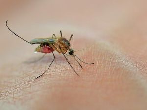 5 Hewan dengan Usia Terpanjang dan Terpendek di Dunia, dari Mamalia hingga Serangga 5 Hewan dengan Usia Terpanjang dan Terpendek di Dunia, dari Mamalia hingga Serangga