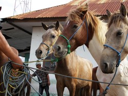 Mengapa Kuda Berwajah Panjang? Ternyata Ini Alasannya