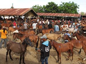 Potret Pasar Kuda di Jeneponto Potret Pasar Kuda di Jeneponto