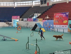Bikin Gemas! Puluhan Anjing Berbagai Ras Adu Bakat hingga Talent Show