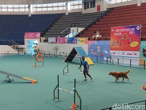 Bikin Gemas! Puluhan Anjing Berbagai Ras Adu Bakat hingga Talent Show Bikin Gemas! Puluhan Anjing Berbagai Ras Adu Bakat hingga Talent Show