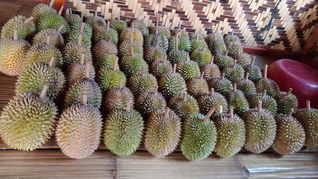 Potret Panen Durian di Baduy, Ayo Berkunjung!