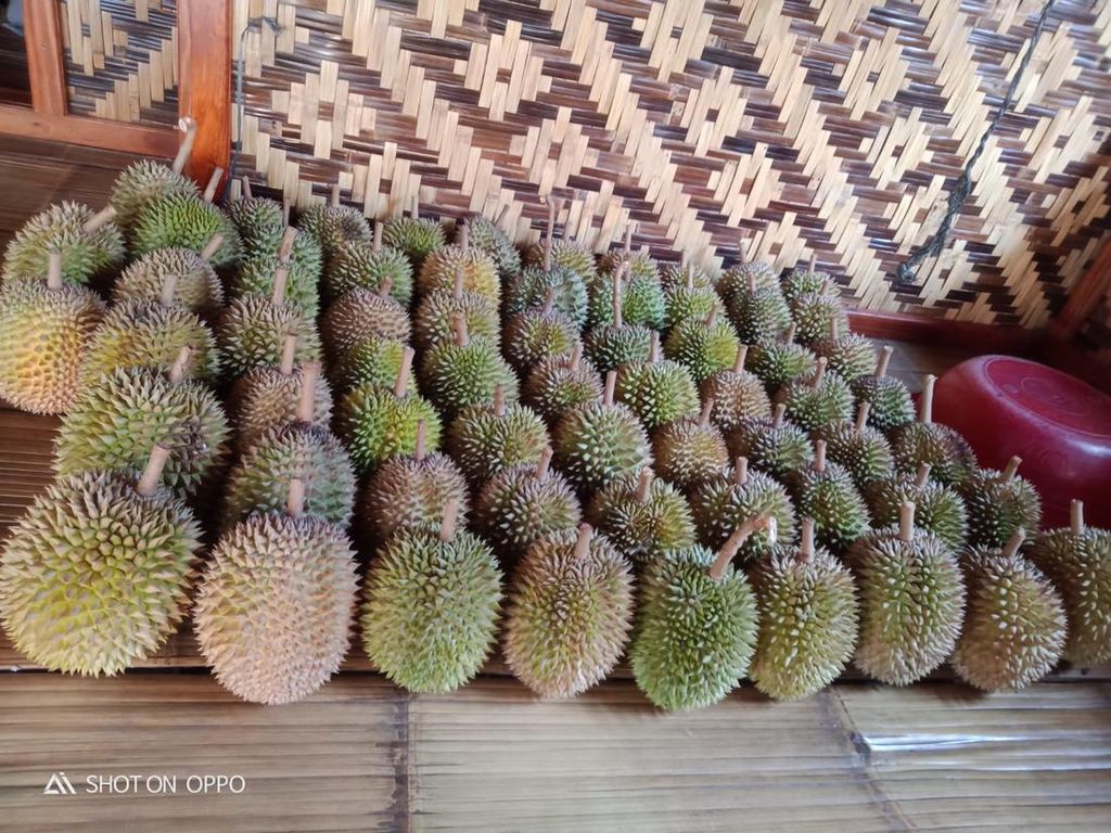 Potret Panen Durian di Baduy, Ayo Berkunjung!