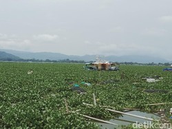 Eceng Gondok Rawa Jombor Klaten Bikin Pusing Nelayan