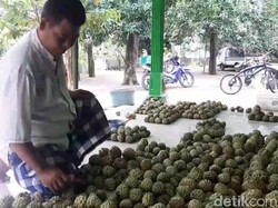 Petani Srikaya Pasuruan Semringah Panen Raya Saat PPKM Dilonggarkan