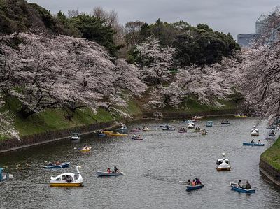Potret Tokyo yang Kian Menawan Kala Bunga Sakura Bermekaran