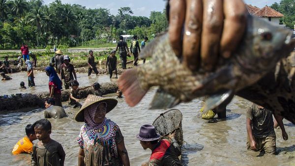 Sambut Ramadan, Warga Ramai-ramai Berburu Ikan di Ciamis