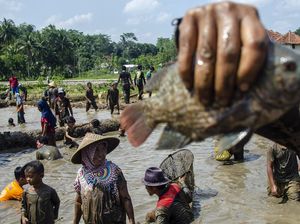 Sambut Ramadan, Warga Ramai-ramai Berburu Ikan di Ciamis
