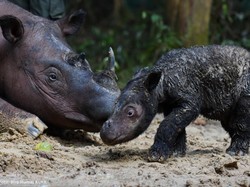 Sejarah! Badak Sumatera Lahir Bertepatan Presidensi G20 Indonesia