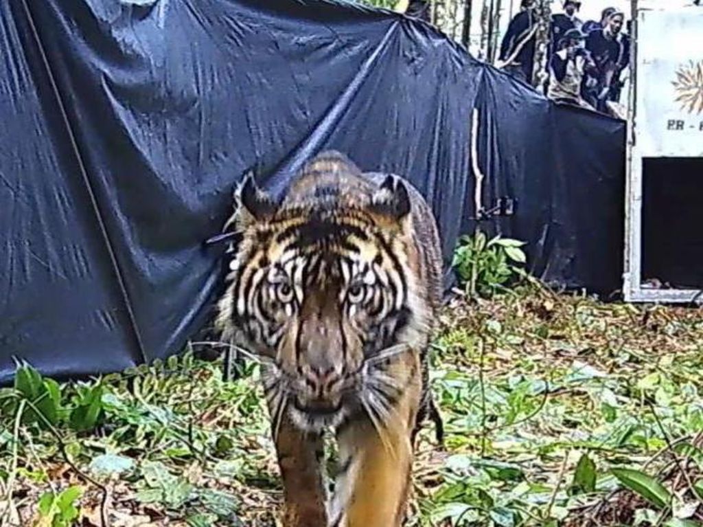 Harimau Masuk Pemukiman Warga di Bengkalis Bikin Bingung Petugas
