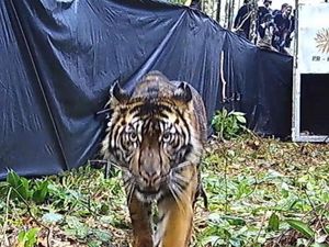 5 Tragedi Manusia Diterkam Binatang Buas di Sumatera, Bikin Ngeri 5 Tragedi Manusia Diterkam Binatang Buas di Sumatera, Bikin Ngeri