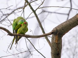 Bagaimana Cara Burung Tidur?