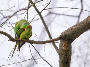 Bagaimana Cara Burung Tidur? Bagaimana Cara Burung Tidur?