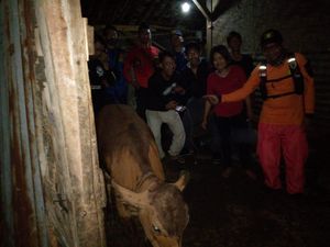 Kronologi Anak Sapi di Bogor Loncat Sumur Usai Induk Mati, 1 Lainnya Kabur