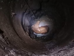 Anak Sapi Milik Warga di Bogor Loncat ke Sumur, Damkar Evakuasi