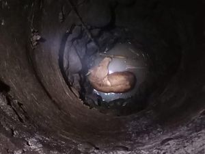 Anak Sapi Milik Warga di Bogor Loncat ke Sumur, Damkar Evakuasi Anak Sapi Milik Warga di Bogor Loncat ke Sumur, Damkar Evakuasi