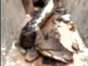 Ada Luka Tebas di Kepala, Piton Raksasa 8 Meter Ditemukan Mati di Kendari